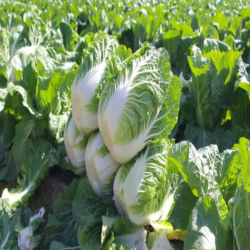  2023년 강원도 고랭지 절임배추 