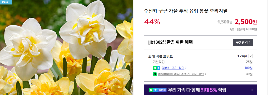 수선화 축제 및 꽃말 (+ 구근 심기 개화 시기 키우는 법)