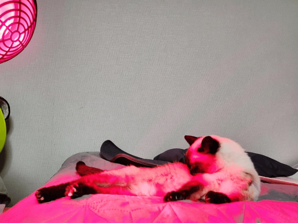 노령 고양이 관절염: 장기적 관리와 삶의 질 향상