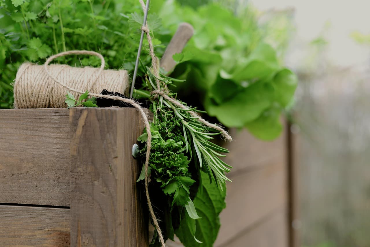 베란다 다육이·선인장 키우기와 번식법