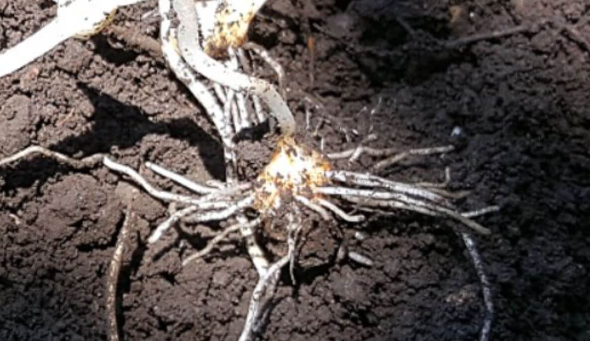 반하 뿌리와 덩이줄기