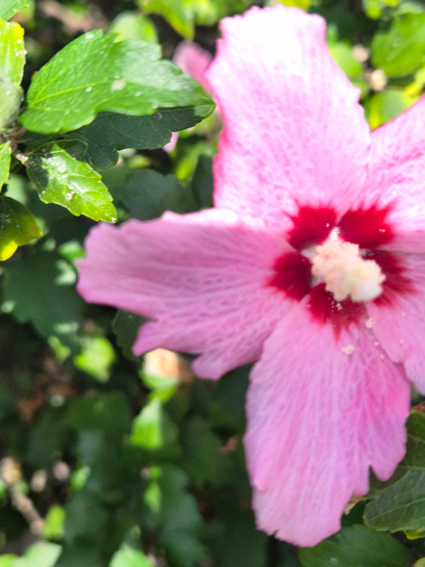 무궁화꽃한송이