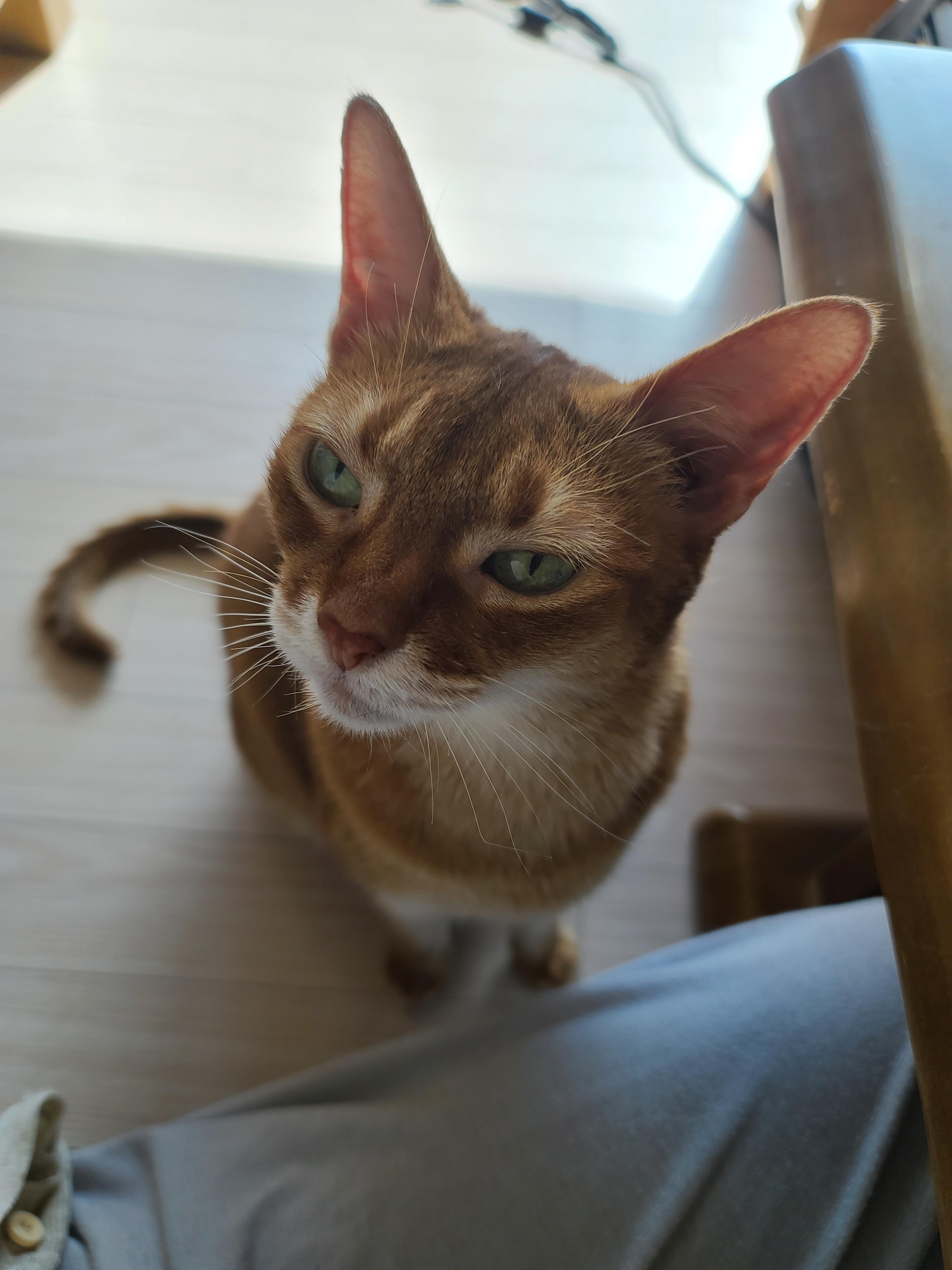 엄마의 쓰담쓰담이 만족스러운 루나