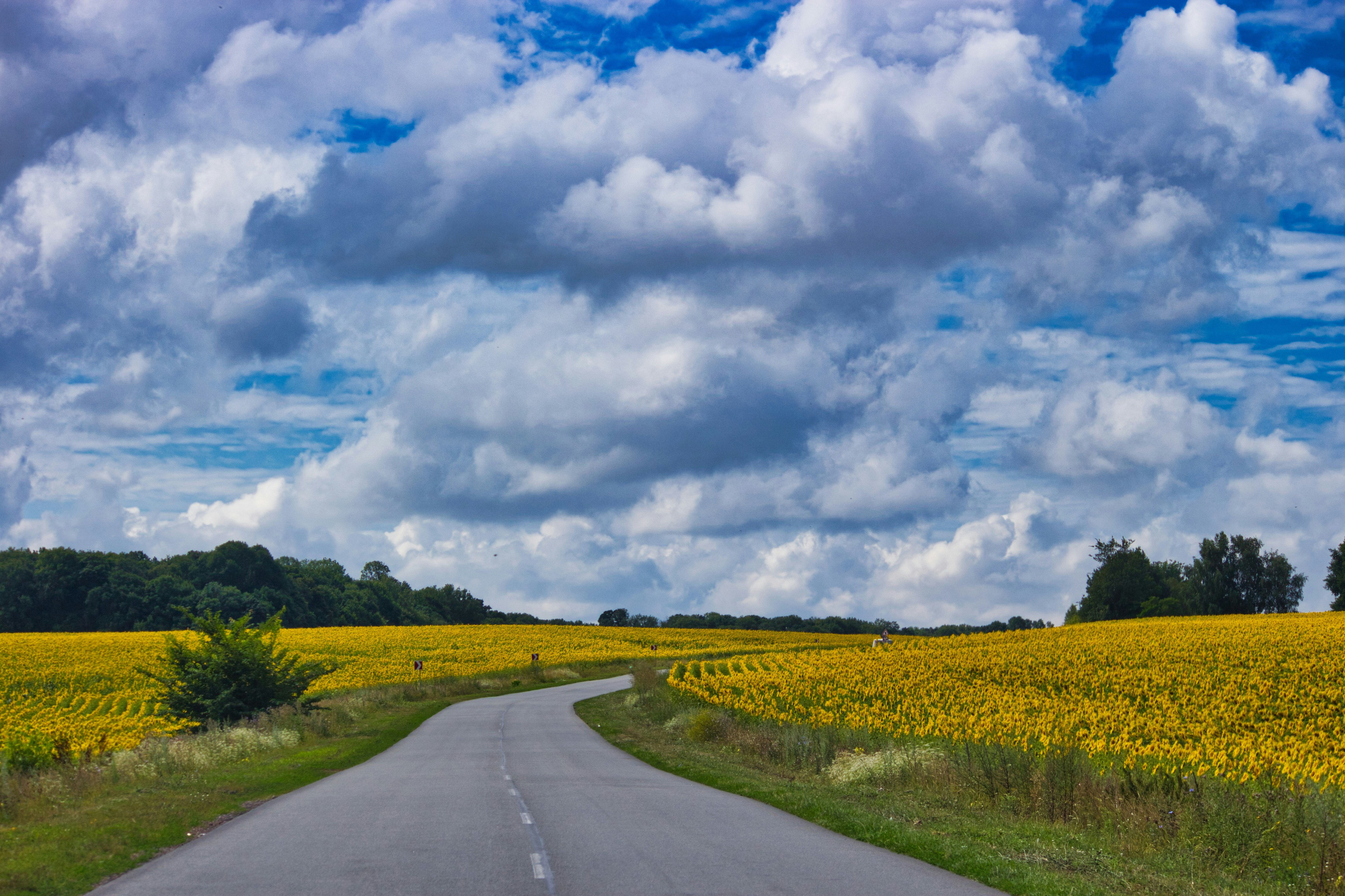 유채꽃 도로 관련 사진