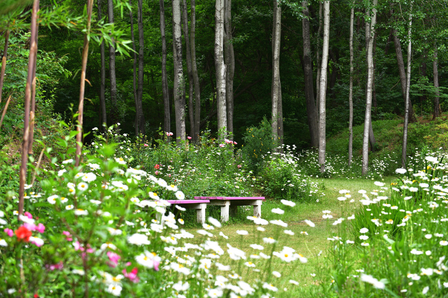 담양 죽화경 데이지 개화 시기, 위치, 입장료 총정리