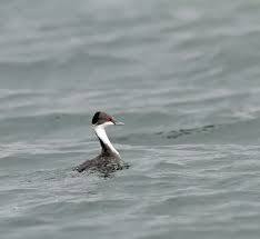 지역 어업 활동이 후닌 논병아리의 서식지 훼손에 미치는 상관관계 분석
