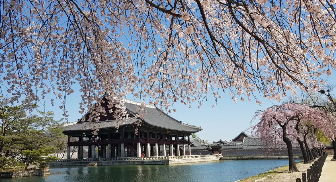 서울시-경복궁-벚꽃