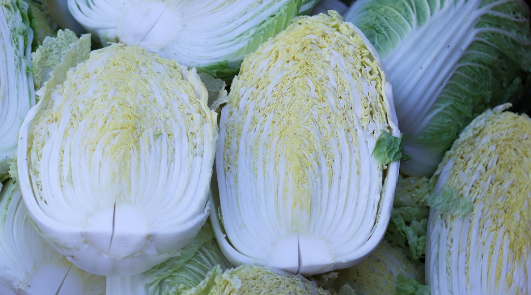 절임배추 20kg과 10kg 구매 시 배추 포기 수와 추천 김장 정보