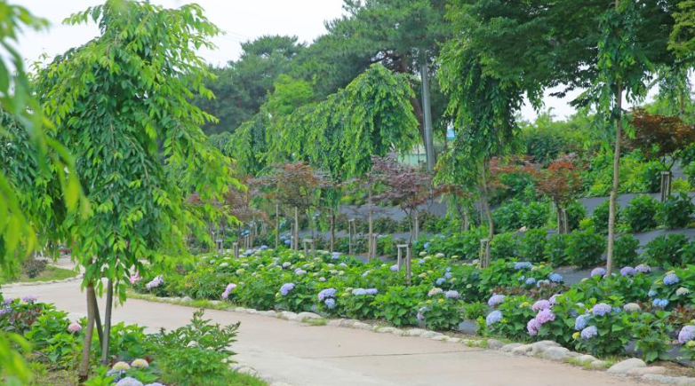 공주의 색동 꿈정원|2025 유구 수국축제 3일간의 감동