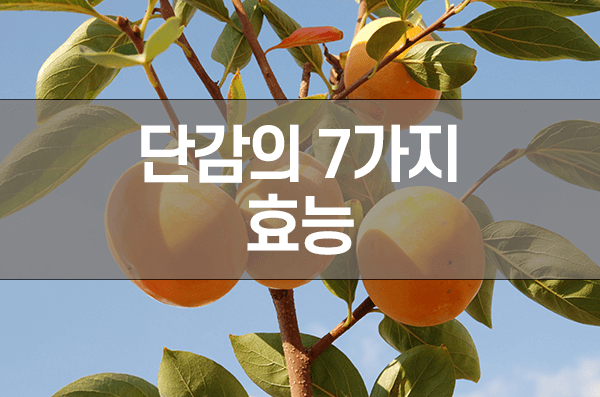 단감-효능-7가지-정리