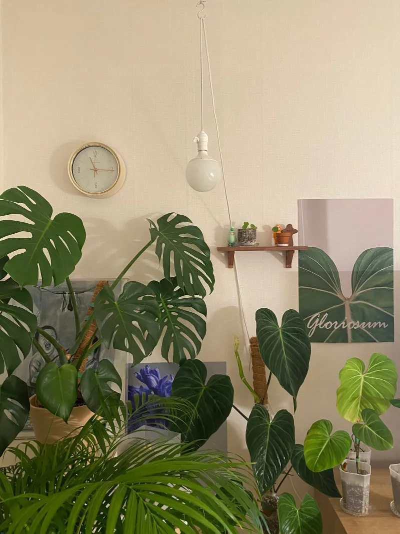 화분 귀가 후 점검 흙수분상태 잎건강확인 병해충 빠른대처 요령_2