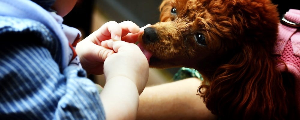 토이푸들 잘 키우는 방법 8