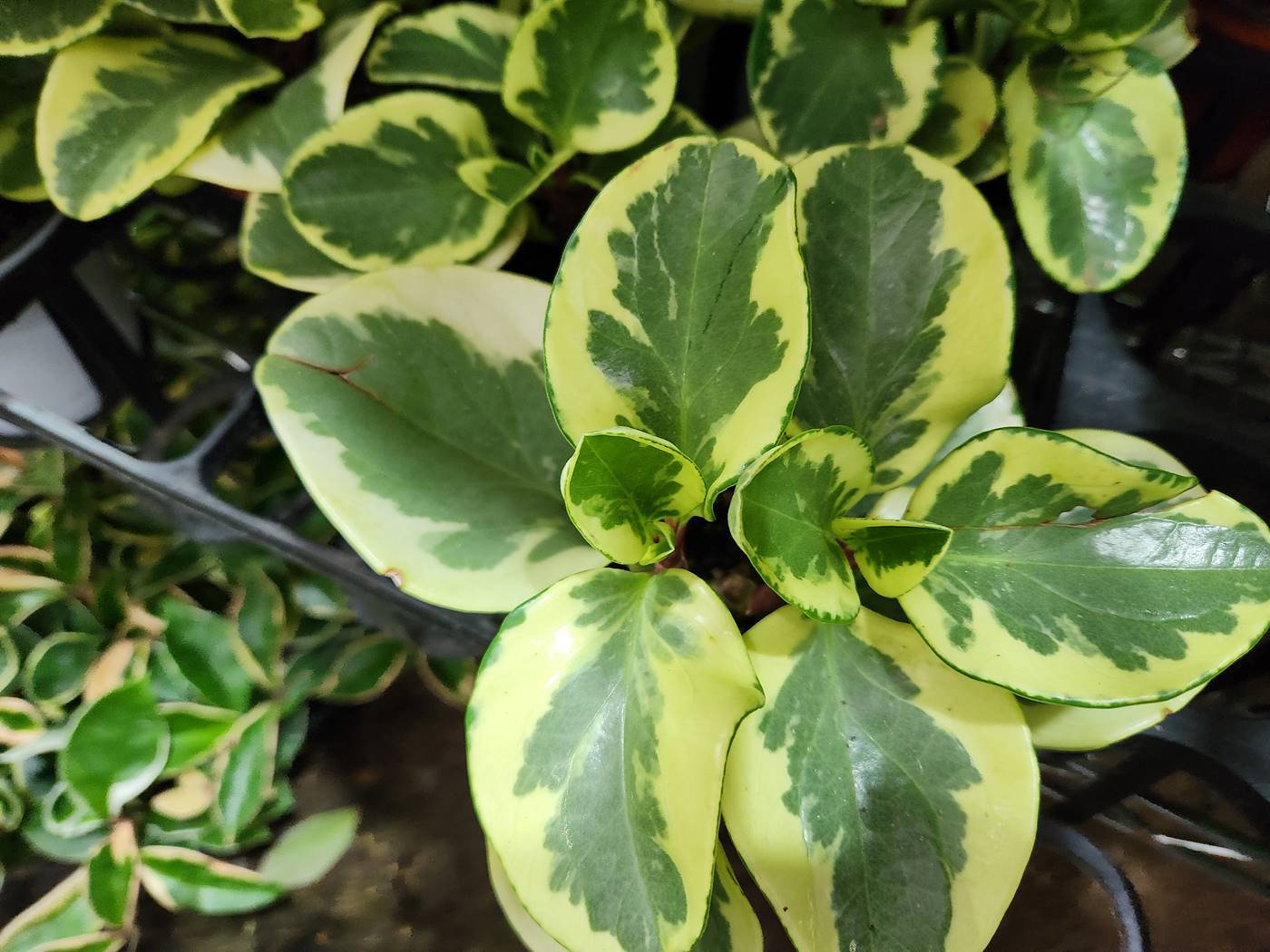 무늬페페(페페로미아 바리에가타) Peperomia Variegata