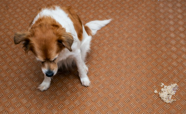 강아지 설탕 섭취 치명적 위험 [증상&amp;#44; 대처 방법]