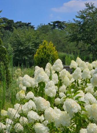 강원권 수국명소 추천 7곳, 여름 여행지로 꼭 가봐야 할 인생샷 스폿 총정리