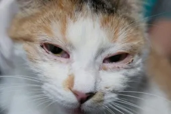 &amp;quot;고양이