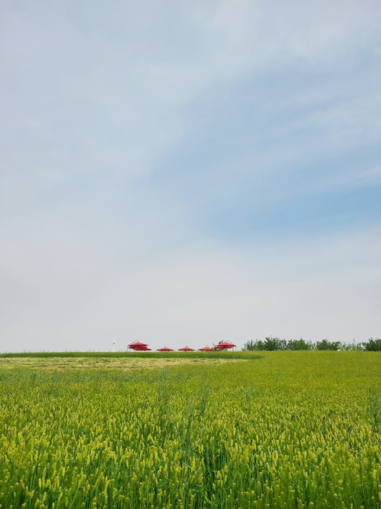 안성 팜랜드 호밀밭