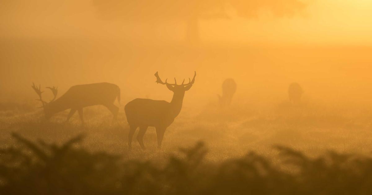 AI financial planning