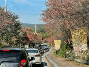 포천 억새축제 기간 산정호수 방향 도로와 셔틀버스 운행 모습