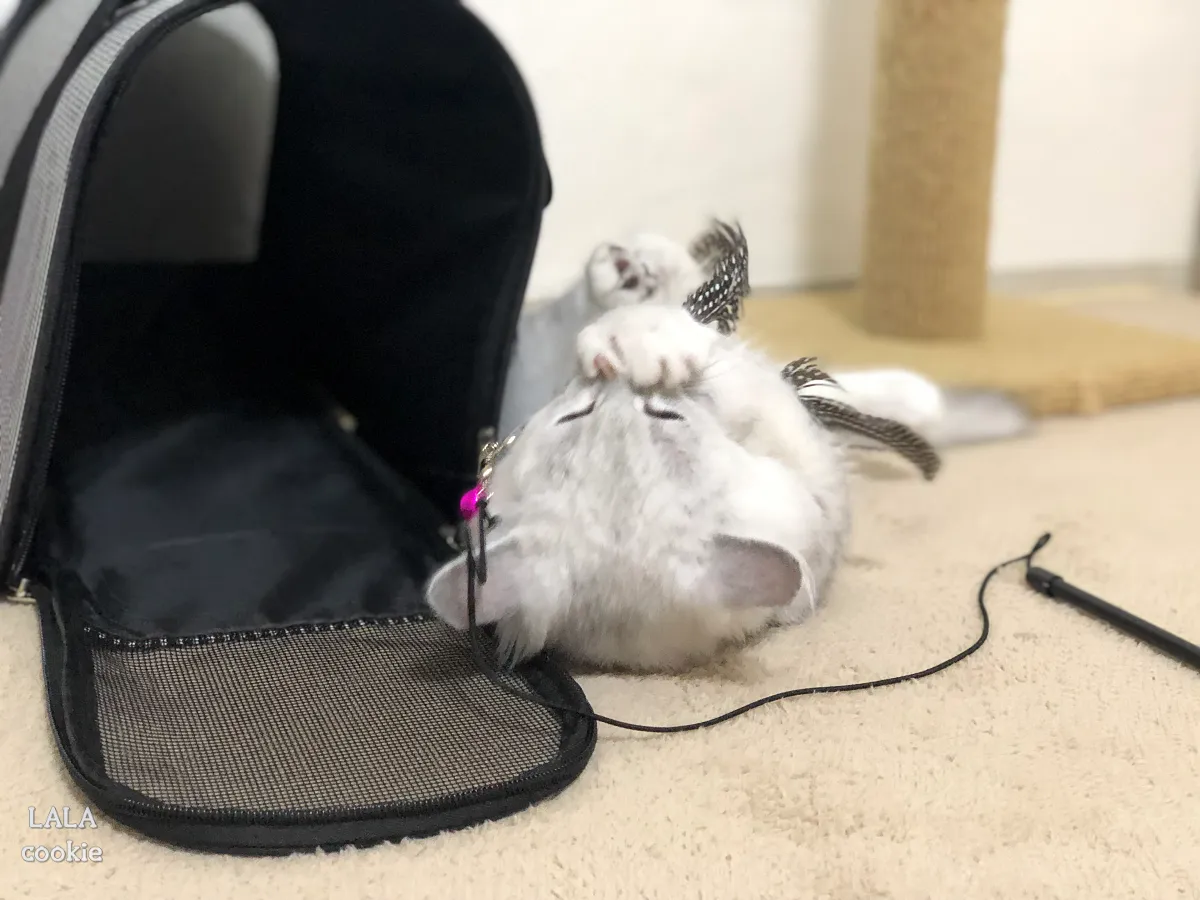 고양이-깨물-때-대처방법-사냥놀이-하는-아기-고양이