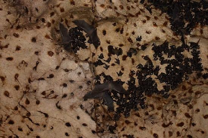 보라카이 여행 추천 보라카이 박쥐 동굴