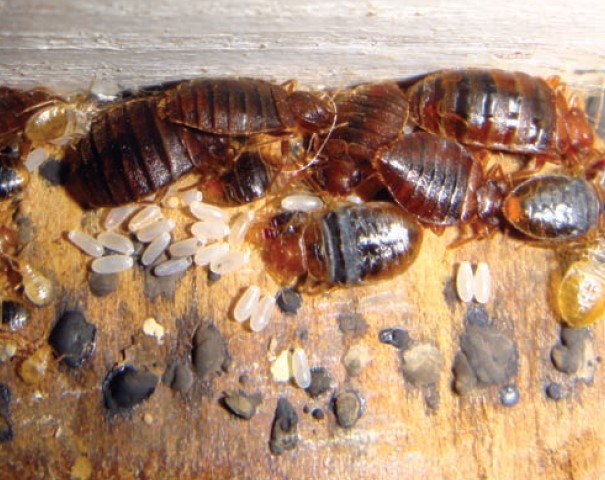 알트태그-빈대 배설물 흔적