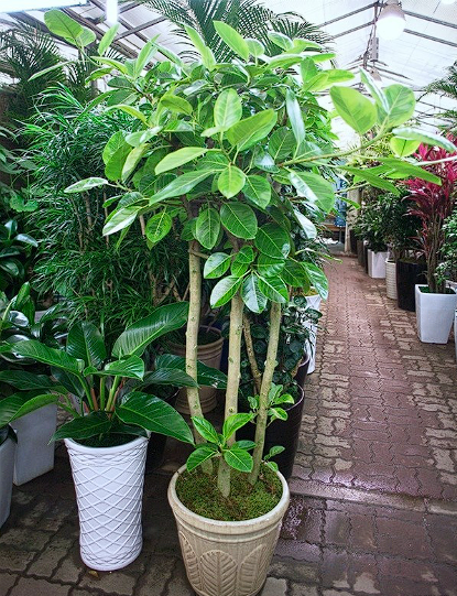 공기정화 식물 Best 5