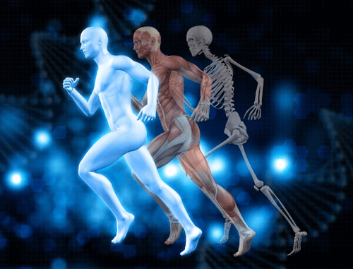 인체의 근육과 뼈
