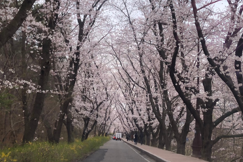 경주 벚꽃명소