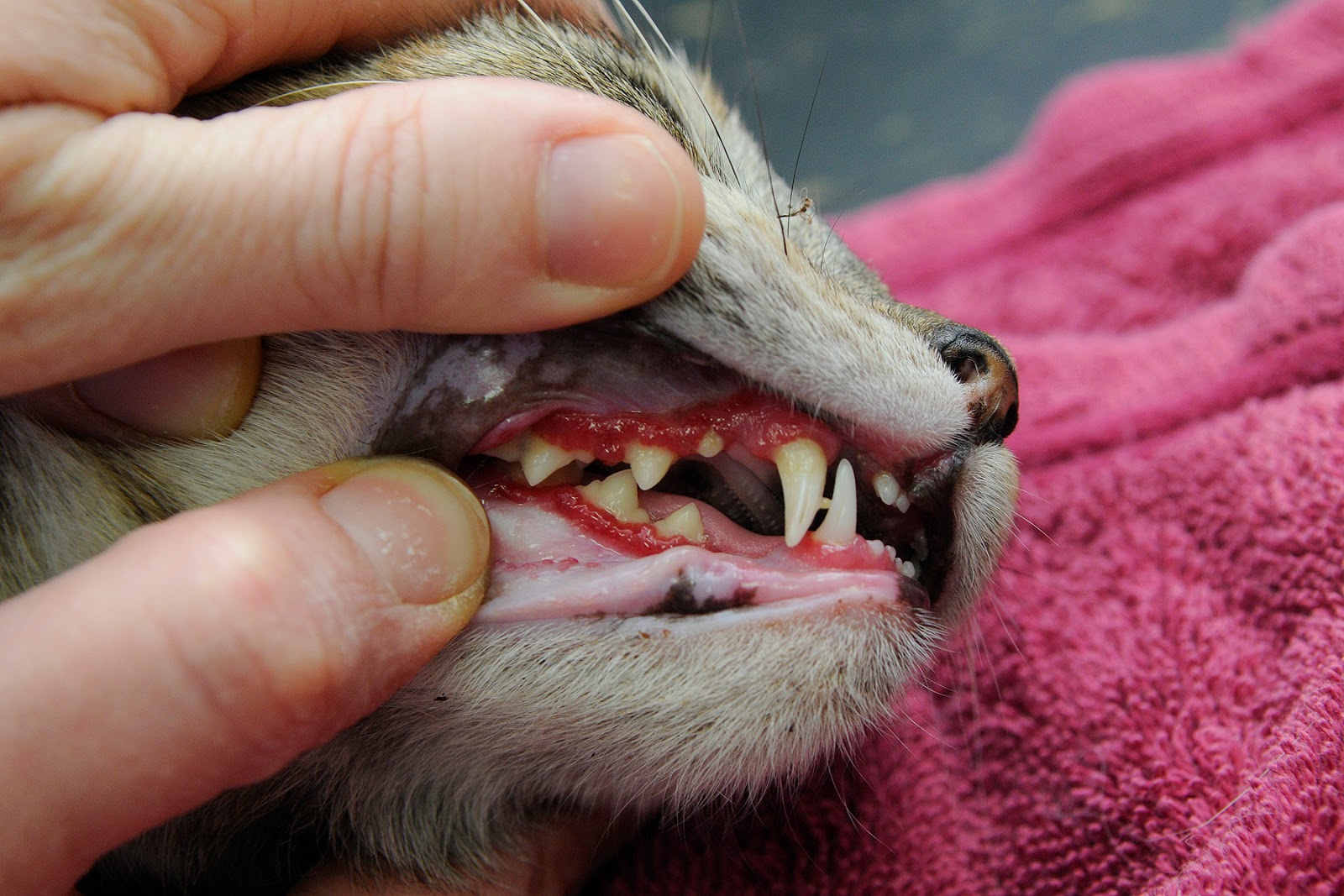 고양이 바이러스성 기관지염