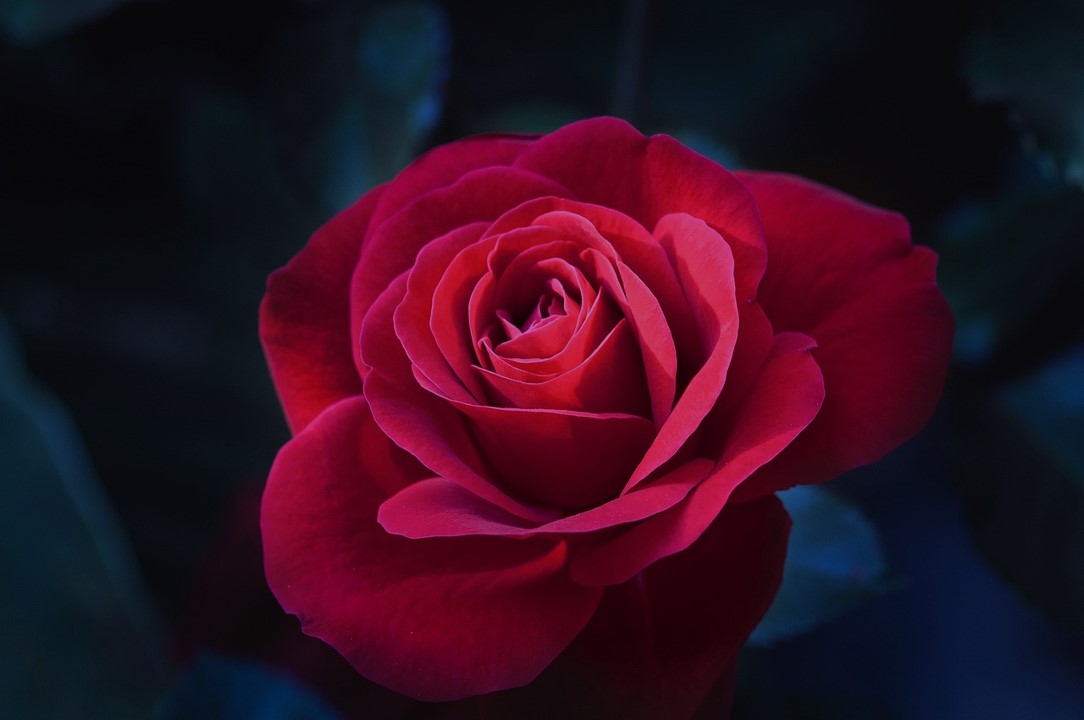 꽃꿈, 꽃꿈해몽, 꽃꿈해몽풀이, 꽃꿈상징, 꽃꿈의미, 꽃꿈풀이