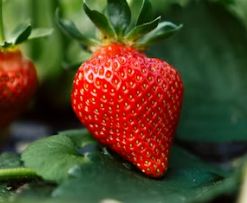 림프 건강을 위한 식이 요법 딸기