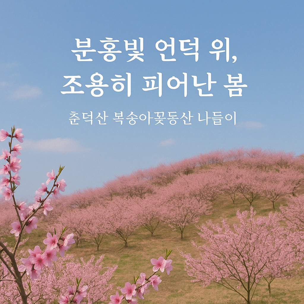 [4월 축제]서울근교 봄꽃 축제❘부천 춘덕산 복숭아꽃 축제❘복숭아꽃 개화가 절정이에요. 맛집 추천