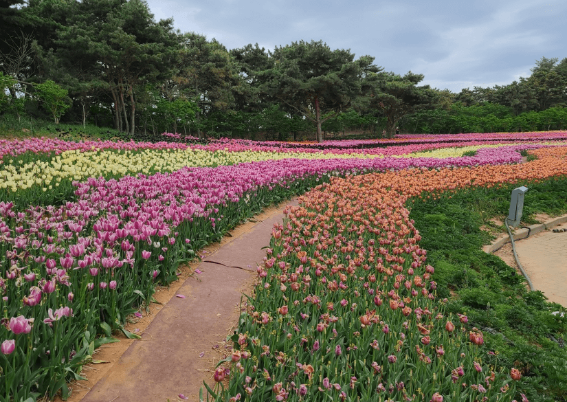 태안 튤립축제 인근 관광명소