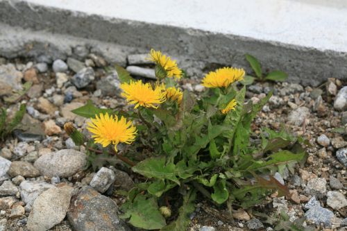 민들레
