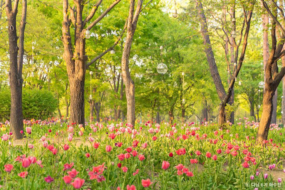튤립명소 서울숲