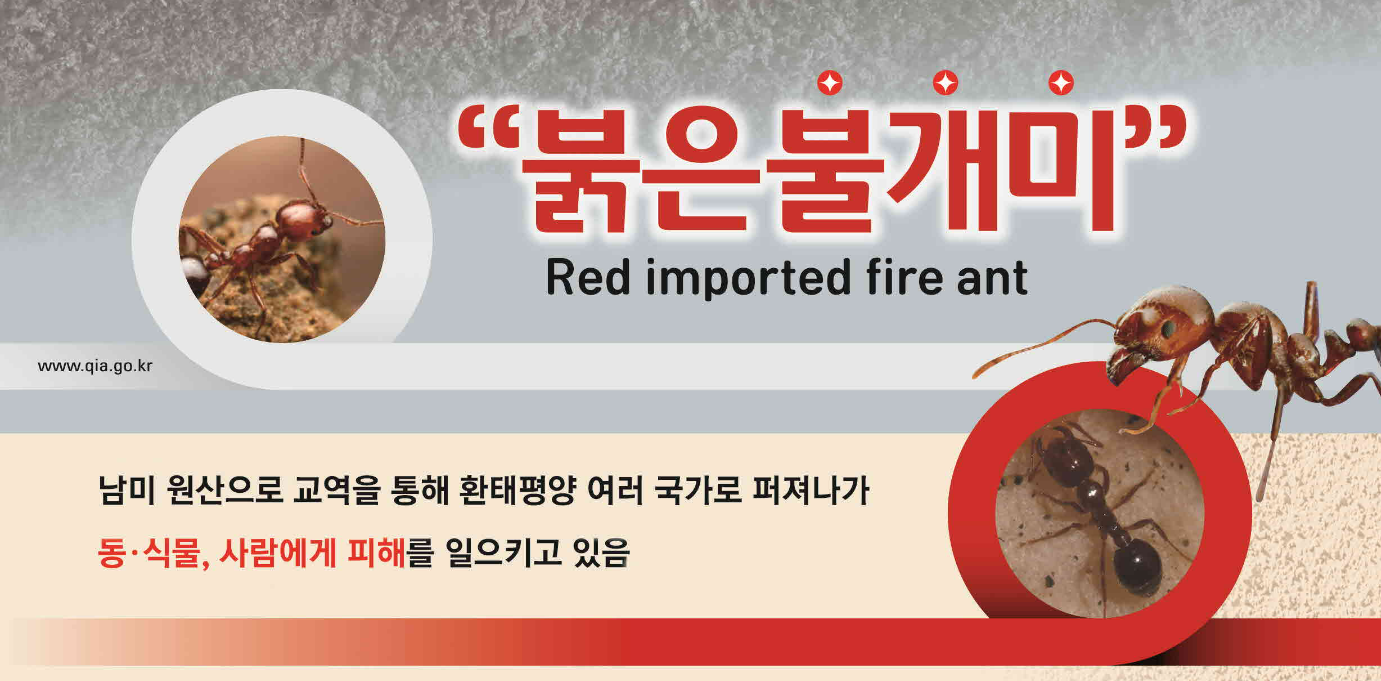 붉은 불개미에게 물렸을 때 증상과 조치 방법