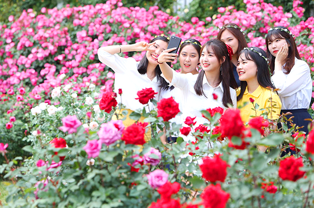 에버랜드 로로티 장미축제