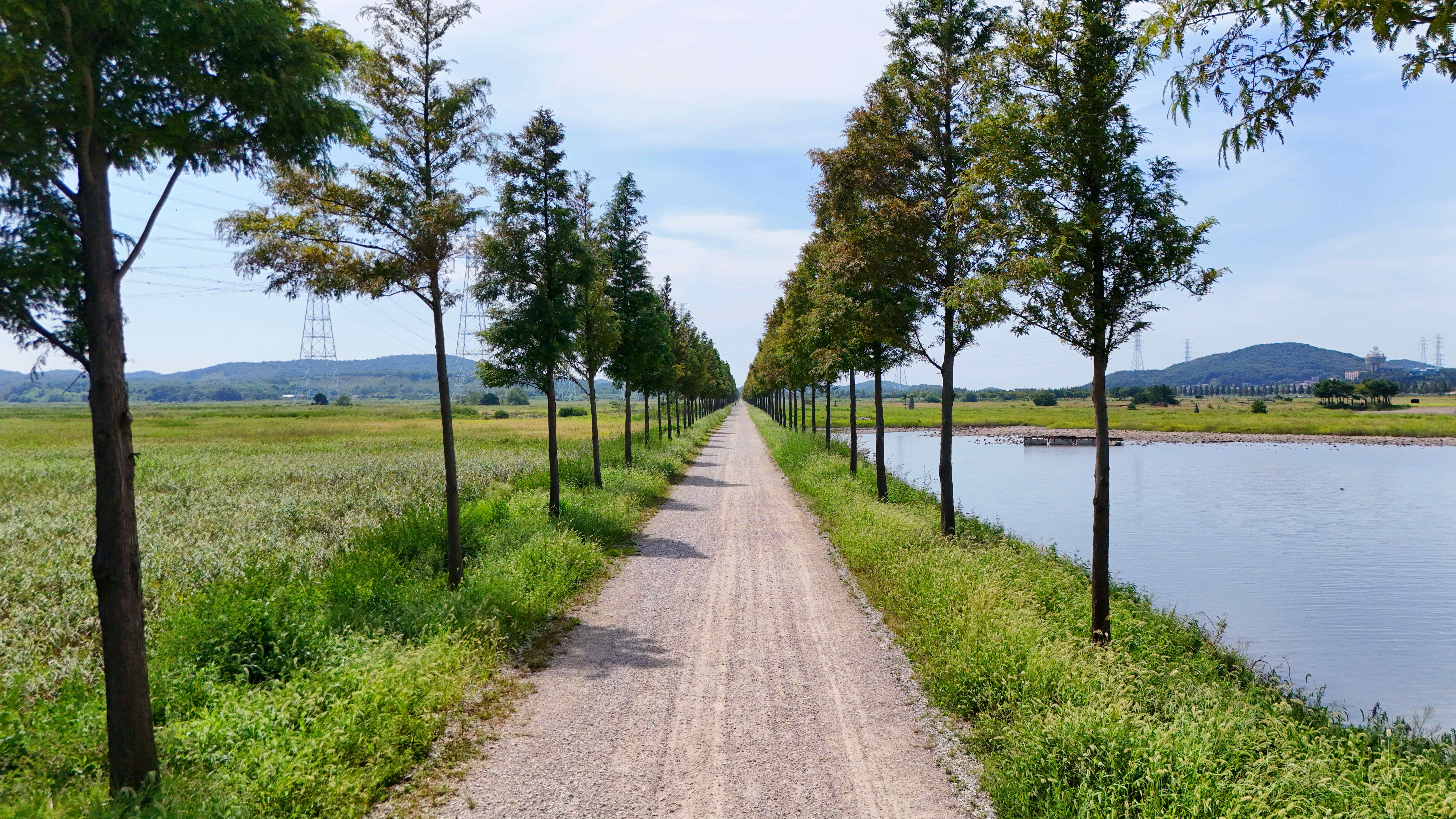 대부도 바다향기테마파크 코스모스
