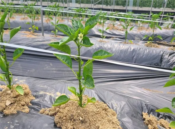 고추 재배 모종 고르기 지주 설치 시비 요령_5