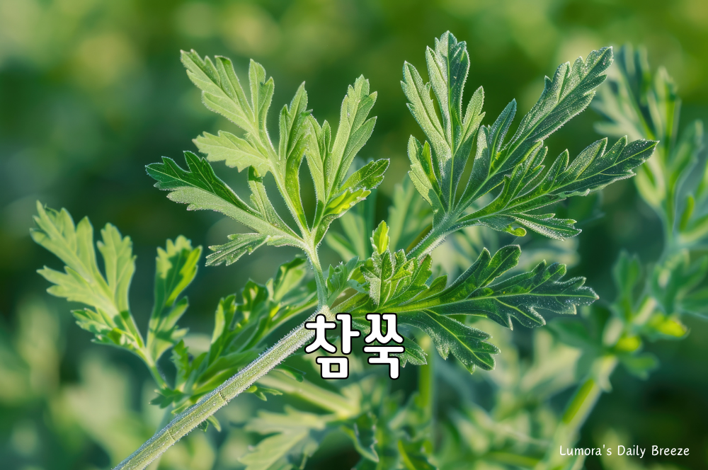 쑥의 종류중 가장 많이 먹는 참쑥의 이미지