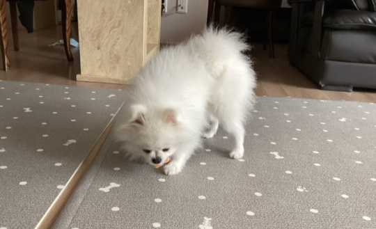 귤_먹는_강아지