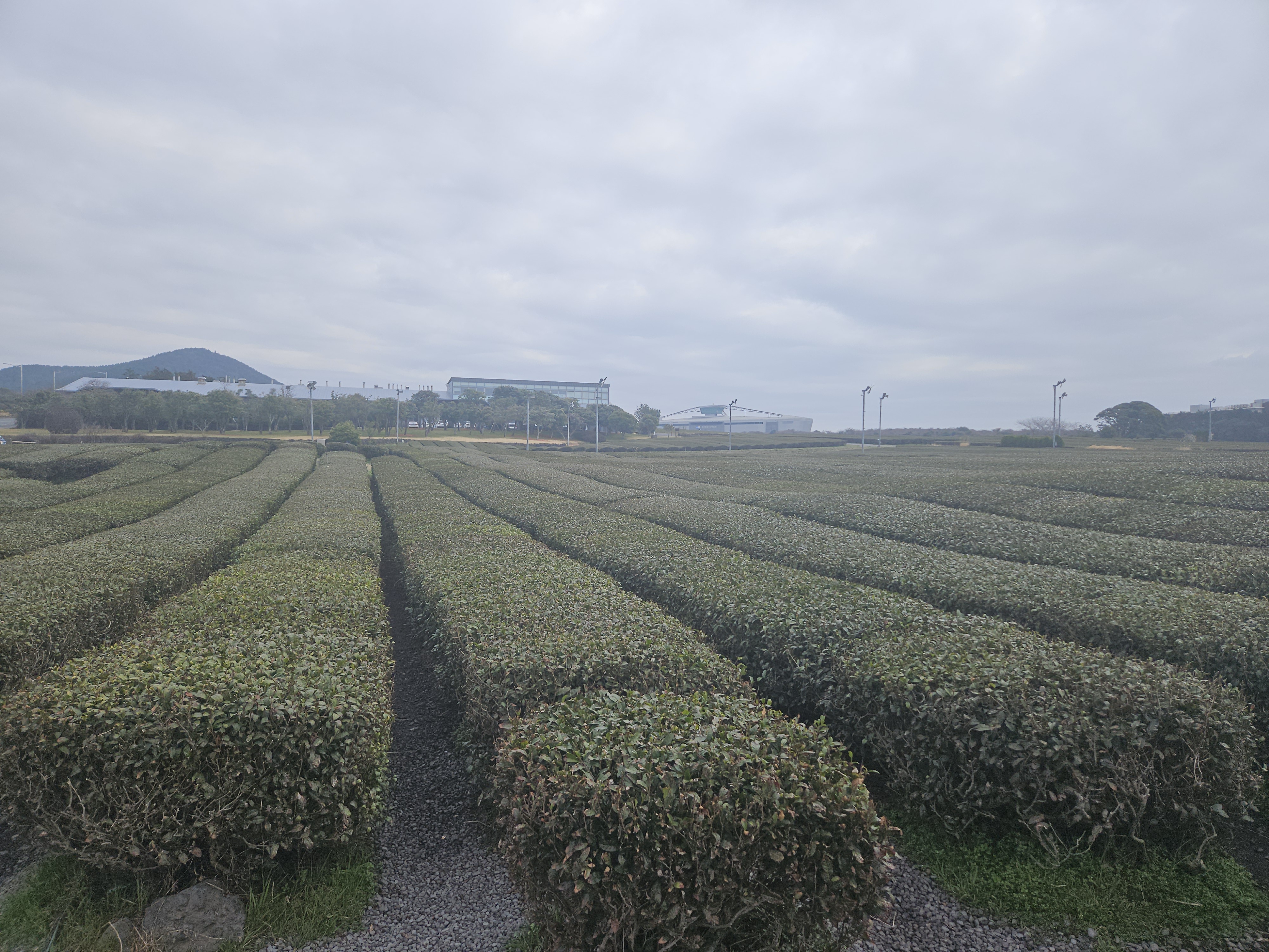 오셜록 녹차밭 사진