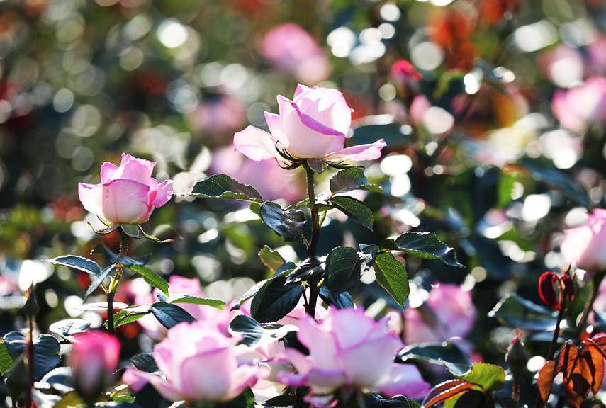 봄축제_서울대공원_장미사진
