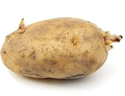 씨감자,-싹이-튼-감자를-심기