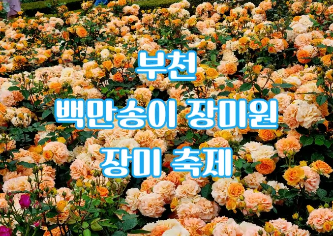 2024 부천 백만송이 장미원 축제 중: 개화 현황, 포토존, 쉼터, 화장실, 주차, 대중교통