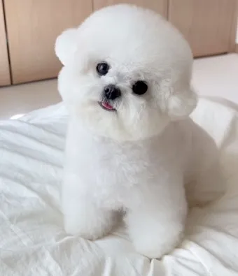 비숑 프리제 분양가격 종류 미니비숑 성격_19