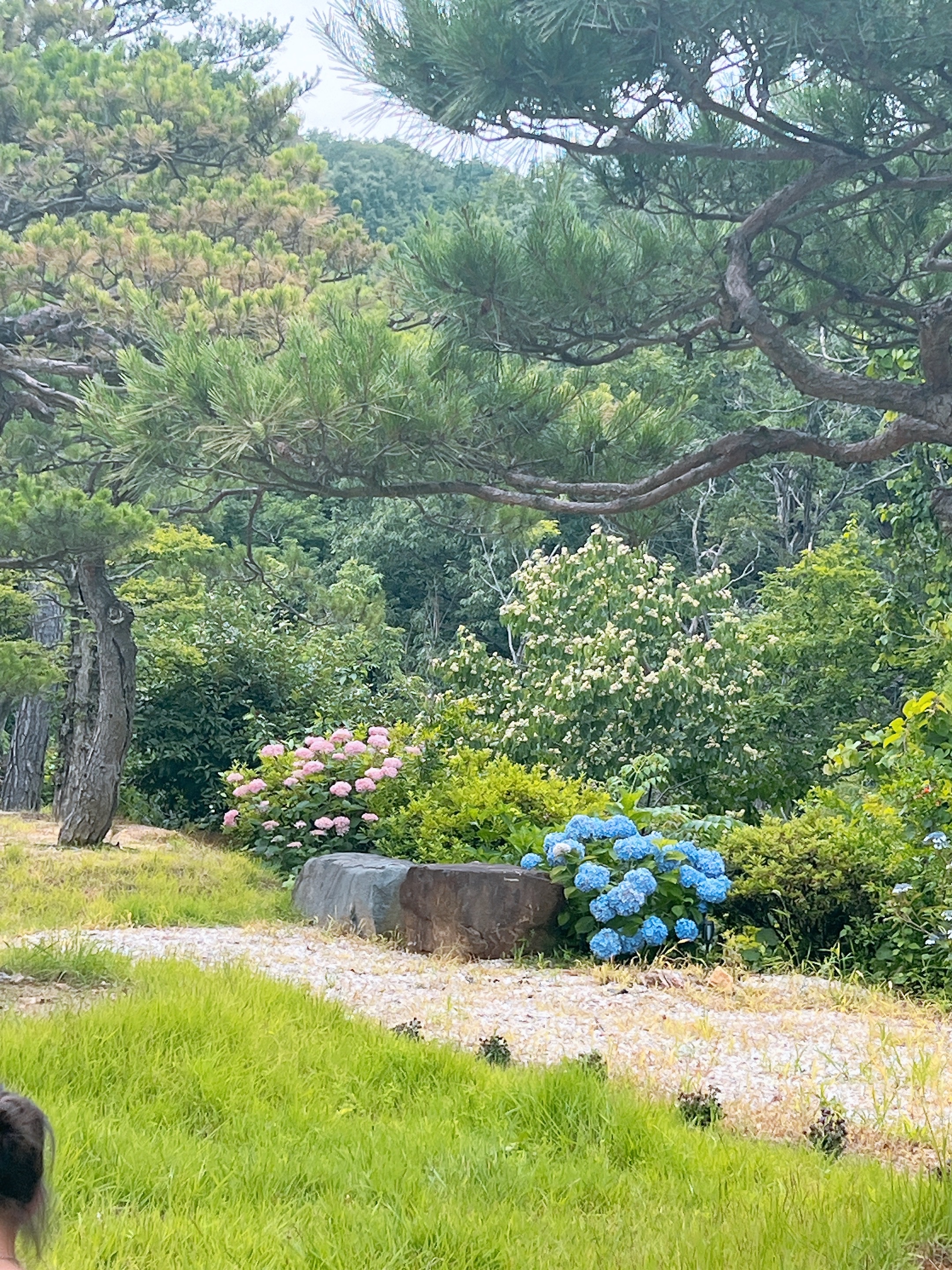 어실정원 시작카페, 양산카페, 양산가볼만한곳, 양산아이와가볼만한곳, 어실정원, 양산어실정원, 양산 수국카페
어실정원 수국 개화