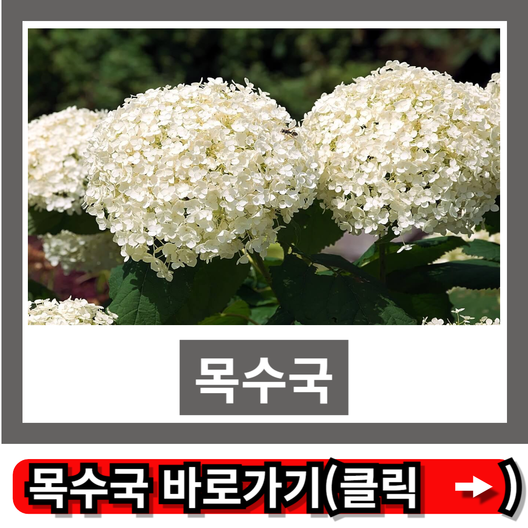 목수국