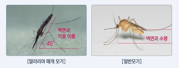 말라리아10